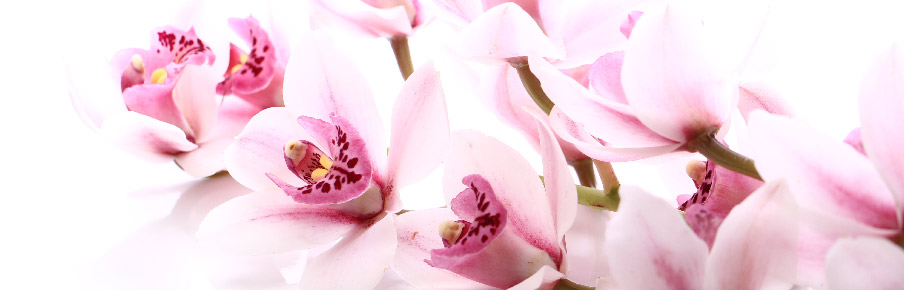 Flores para cementerio orquídeas flores para difuntos Funeraria la Milagrosa
